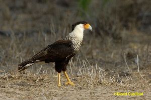 Crested Caracara