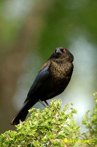 Bronzed Cowbird