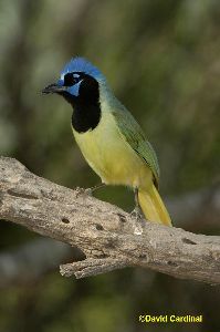 Green Jay