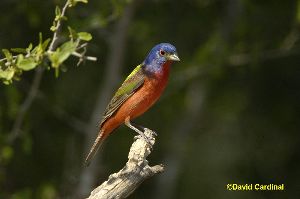 Painted Bunting