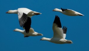 Bi_RossGeese_0005