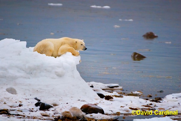 Pictures Of Polar Bears On Ice. Wapusk: Churchill#39;s Polar Bear