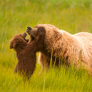 NWF 1st place image 2011 mammals category