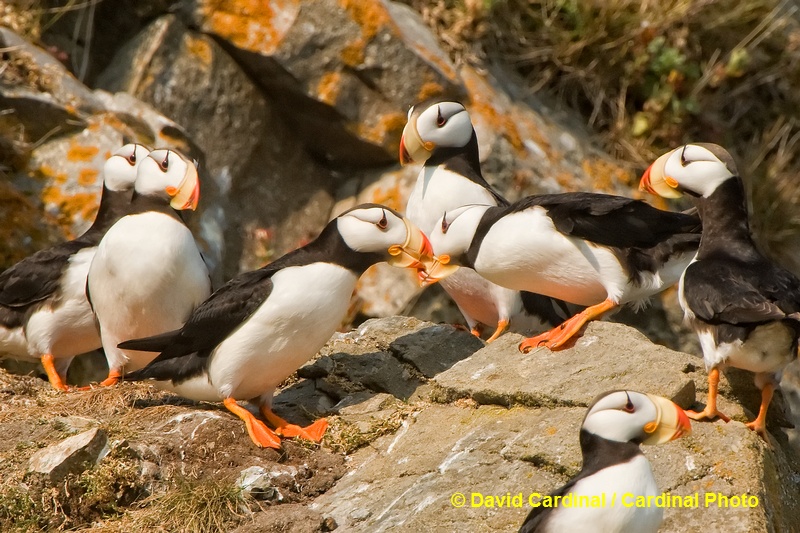 Puffins are endlessly interesting to watch as they waddle around their cliffs in small groups and often nuzzle at each other