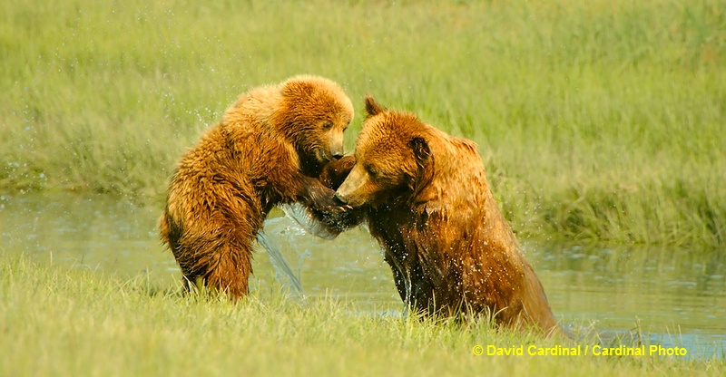 Bears playfully wrestling is always a trip highlight. These youngsters are practicing dominance-play to help determine which of them will be the dominant one as they get larger.