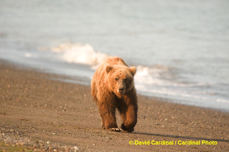 Brown Bears often prowl along the shore as the tide recedes looking for anything edible or interesting that has washed up.