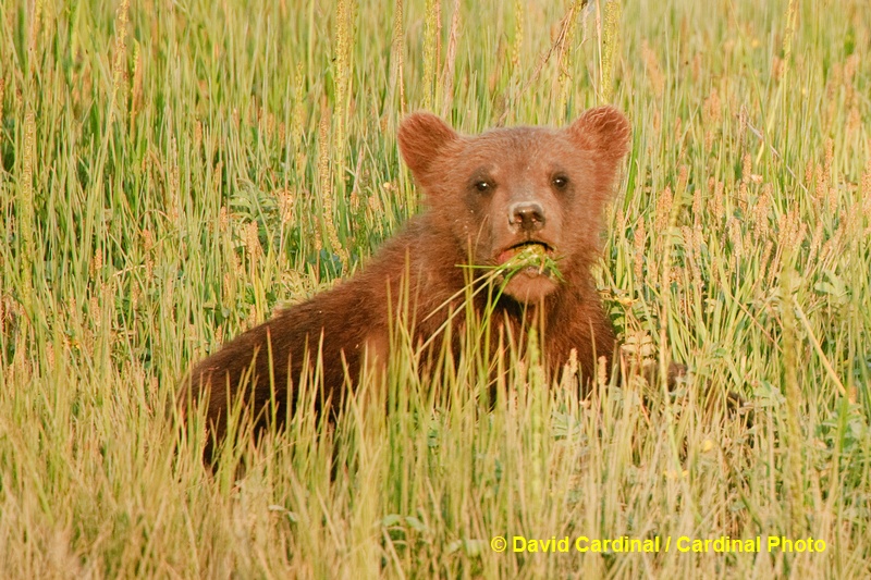 Spring cubs like this one get most of their nutrition by nursing but even at this age they work on grazing like their mothers