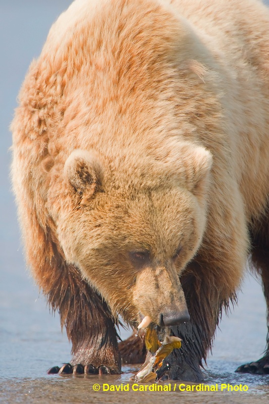 Clamming is a learned skill for bears, but it appears to be spreading. Sometimes there were over a dozen bears out clamming while we were photographing on the mud flats at low tide.