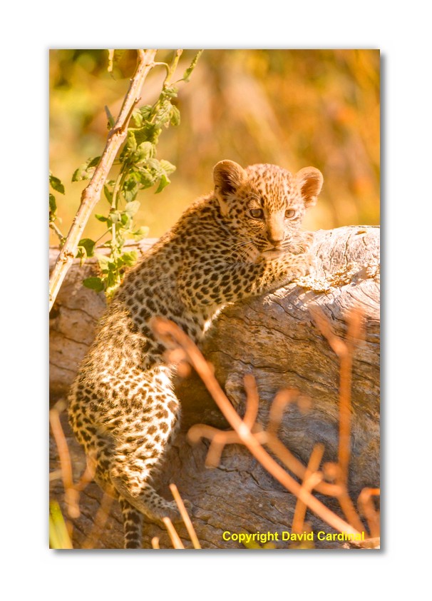 Leopard Cub on Log