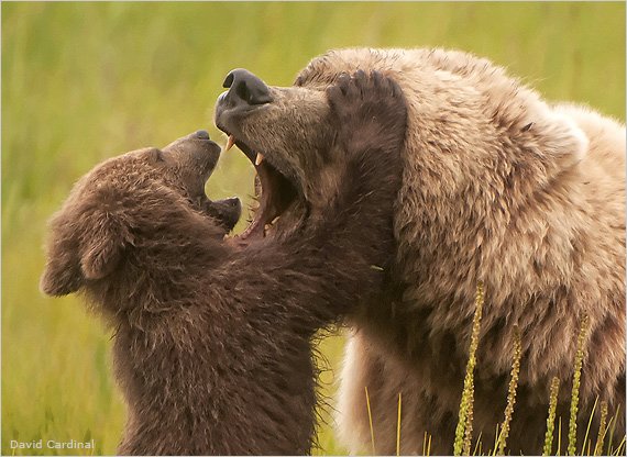 Mother Bear and Cub playing Hide and Seek by David Cardinal. National Wildlife Federation 2011 First Place Winner--Mammals