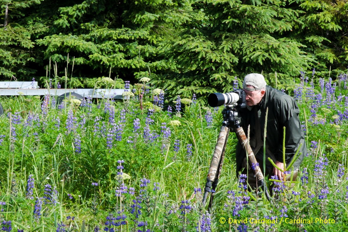 Our Alaska trip isn't just about bears and puffins. Here Dave R. is out making the most of a field of Lupins.