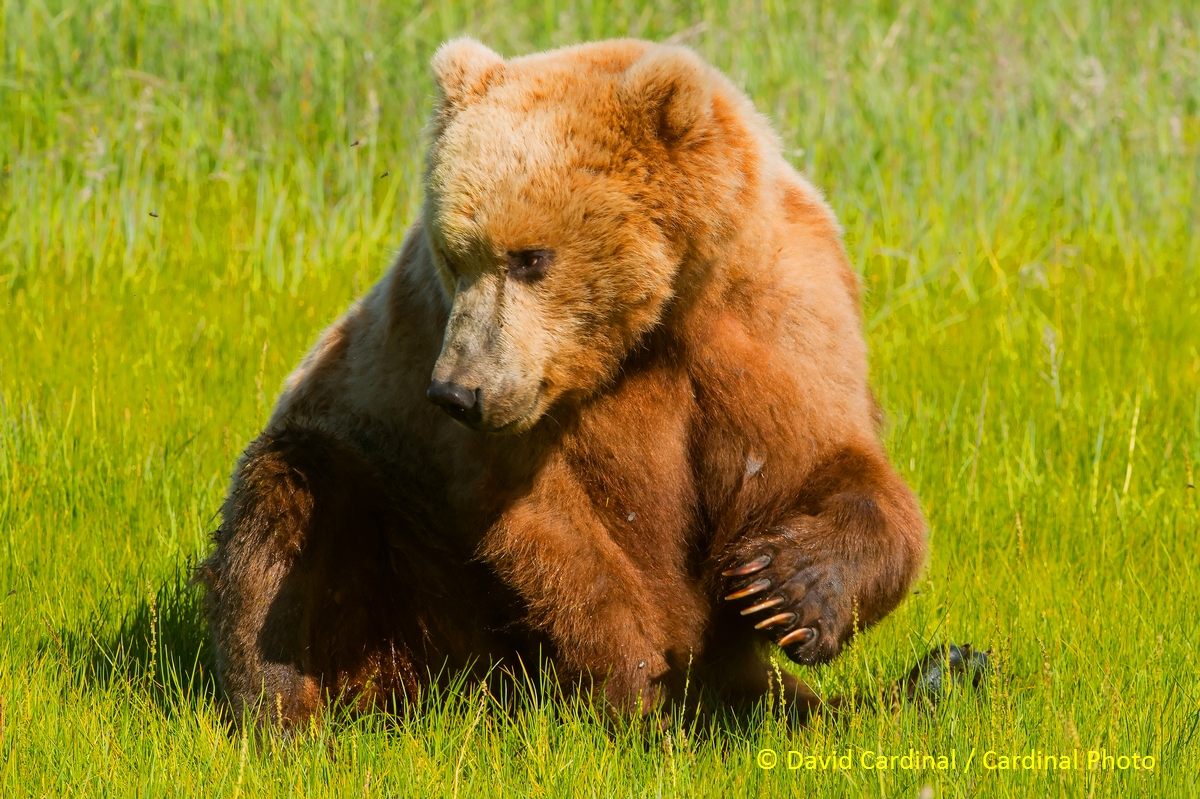 Once acclimated, bears mostly ignore people -- as long as they respect the bears and give them plenty of room. This bear is taking a break from grazing to do some heavy-duty scratching.