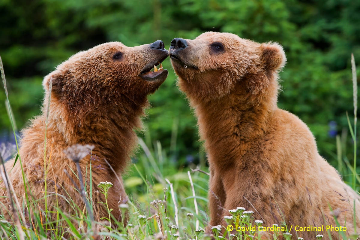 Friendly interactions between adult bears are infrequent, but these bears are probably siblings who still spend time together.