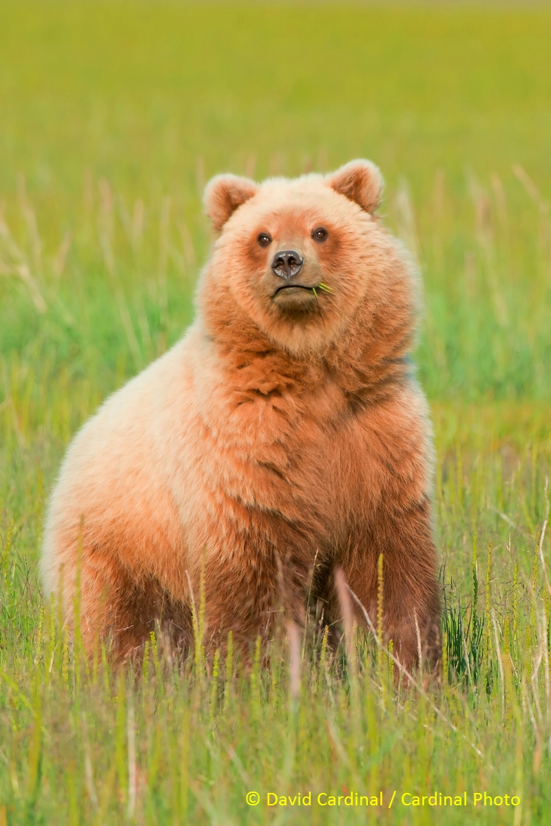 Young Alaskan brown bear curious about whether another bear is in the area