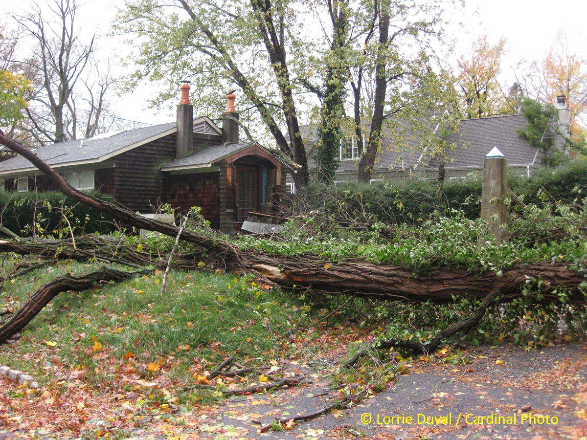 This house was the first one designed by a friend of ours. It survived with only minor damage, but many others were not so lucky.