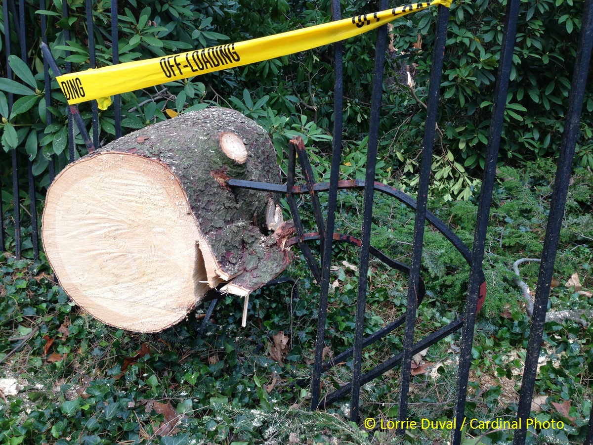 The danger of falling trees is graphically illustrated by the tines of this iron fence -- some of which were snapped and others went through the tree like spears.