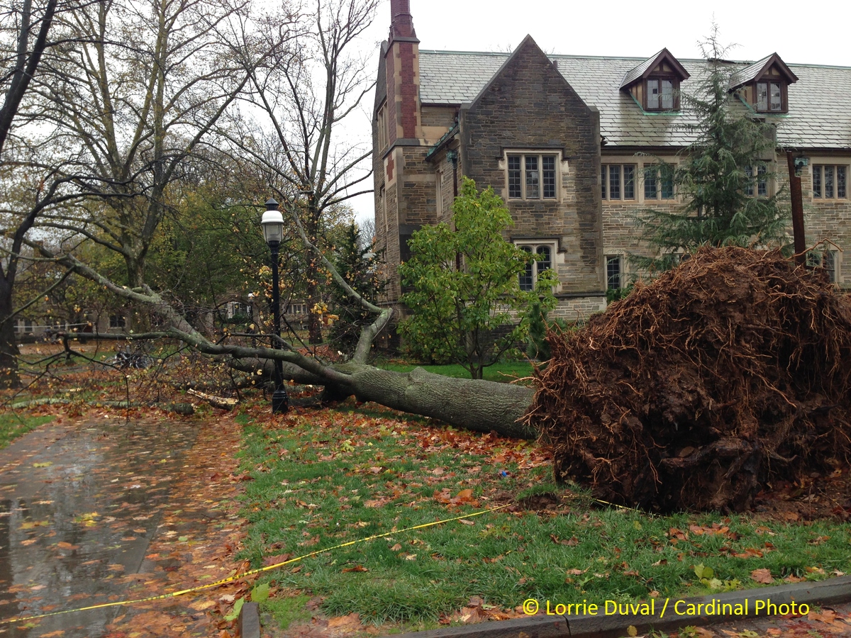 Thousands of hundred or more year old trees were blown over by Sandy, many of them landing on power lines or streets